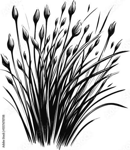 Whisper-Thin Lines Chives vintage linework ink sketch hand drawn pen drawing cooking herbs vector illustration background