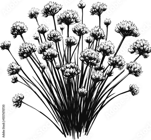 Chives flowers vintage linework ink sketch hand drawn pen drawing cooking herbs vector illustration background