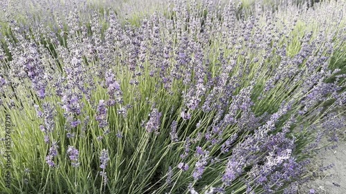 Lavender Fields Bloom in Summer Sunlight Creating a Peaceful Atmosphere
