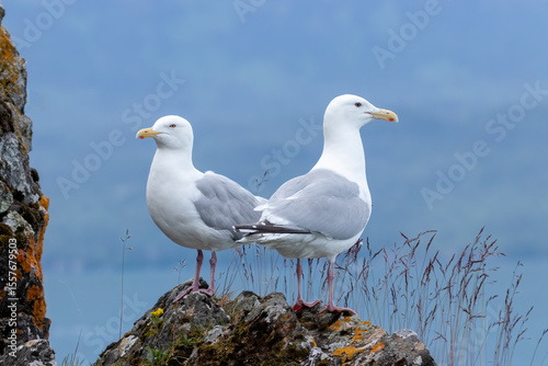 Two glaucous-winged gulls standing on a rock covered with moss and lichen against a clear blue background.