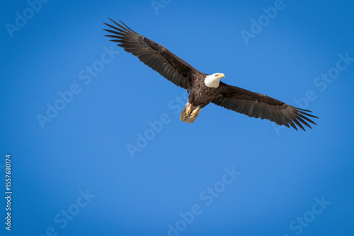 Tableau sur toile An adult American bald eagle in flight with wings outstretched.