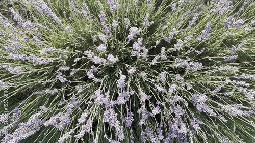 Lavender Fields Bloom in Bright Sunlight, Showcasing Nature's Beauty