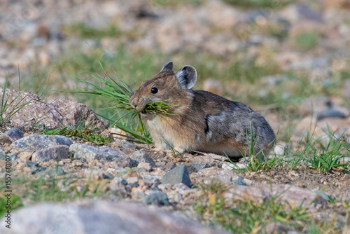 A pika with a bunch of grass in its mouth. 