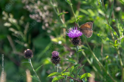 A meadow brown butterfly on a common knapweed flower.
