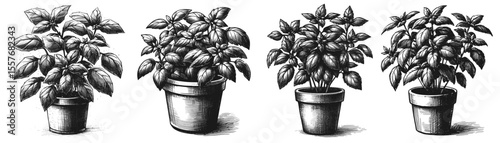 Basil in pots vintage linework ink sketch hand drawn pen drawing cooking herbs vector illustration background