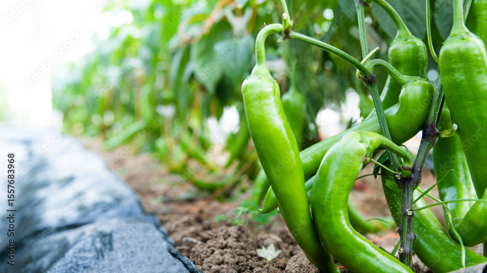 Green pepper plants in the agricultural field Green pepper plants in the agricultural field