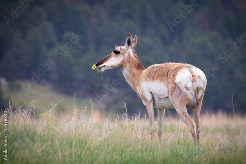 A female pronghorn with a flower in her mouth standing in a grassy field. 
