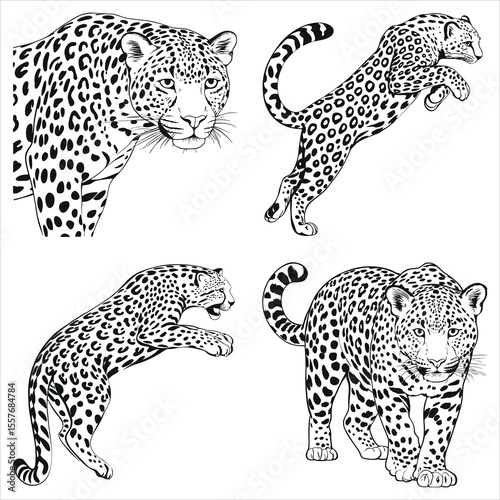 Four Black and White Leopard Illustrations Displaying Different Poses Such as Walking, Jumping, and Staring Intensely at the Viewer