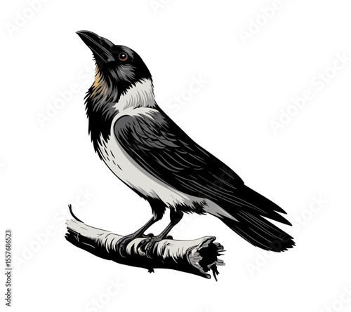 Hooded Crow Illustration: Detailed Drawing of a Bird Perched on a Branch
