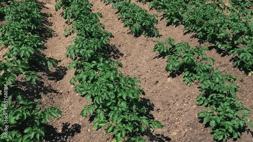 Rows of growing potatoes in a field