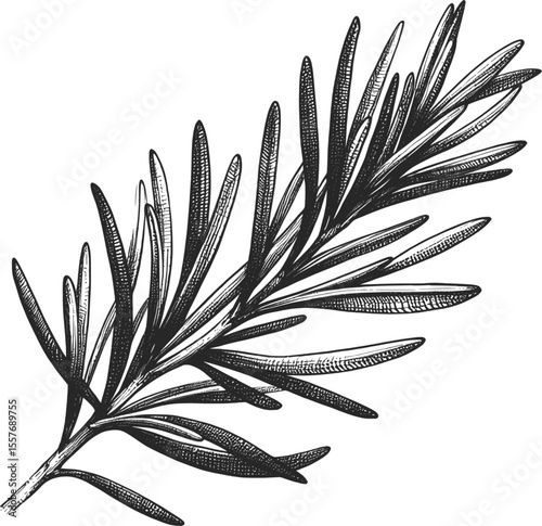Rosemary Herb vintage linework ink sketch hand drawn pen drawing cooking herbs vector illustration background