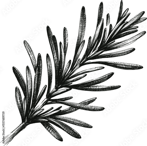 Nature’s Brushstroke Rosemary vintage linework ink sketch hand drawn pen drawing cooking herbs vector illustration background
