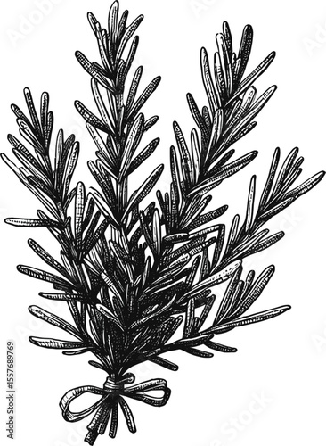 Rosemary bunch vintage linework ink sketch hand drawn pen drawing cooking herbs vector illustration background