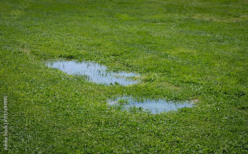 after the rain. puddle among green grass.
