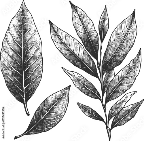 Botanical Dried bay leaves vintage linework ink sketch hand drawn pen drawing cooking herbs vector illustration background