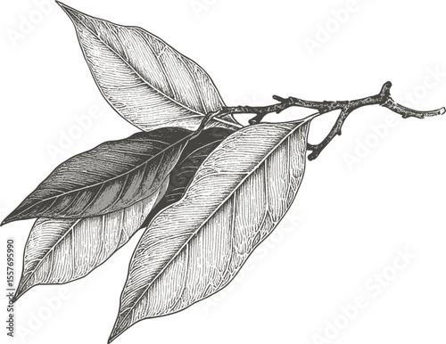 Withered Beauty Dried bay leaves vintage linework ink sketch hand drawn pen drawing cooking herbs vector illustration background