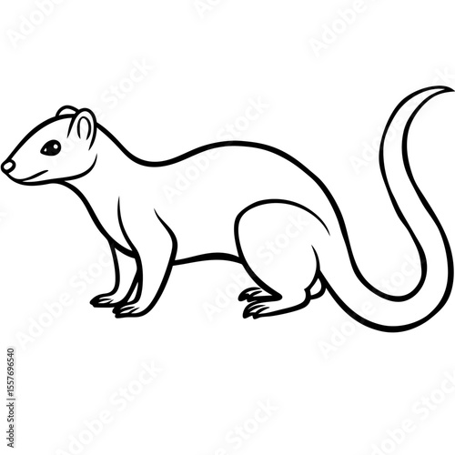 mongoose---elongated-body---tail-and-legs---nose