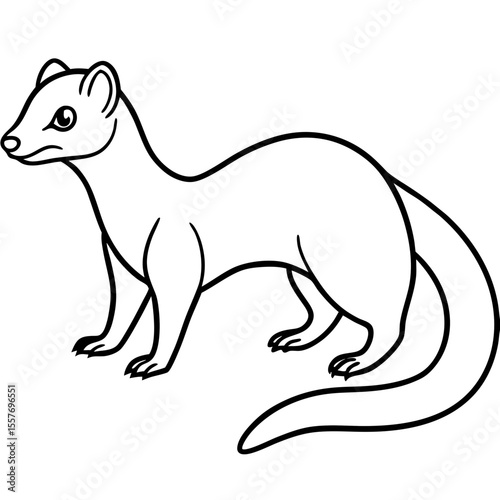 mongoose---elongated-body---tail-and-legs---nose