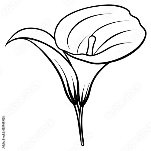 calla-lily-in-watercolor--white-background