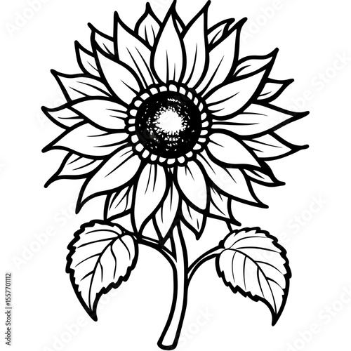 vintage-sunflower-botanical-drawing.