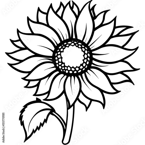 vintage-sunflower-botanical-drawing