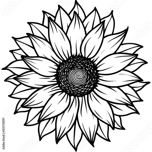 vintage-sunflower-botanical-drawing