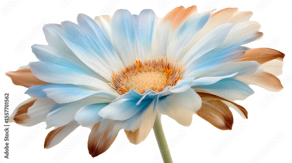Fototapeta premium Stunning Pastel Blue and Brown Gerbera Daisy Flower Closeup
