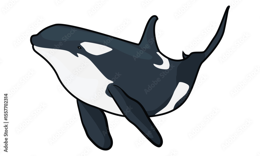 Obraz premium orca whale with separate white background