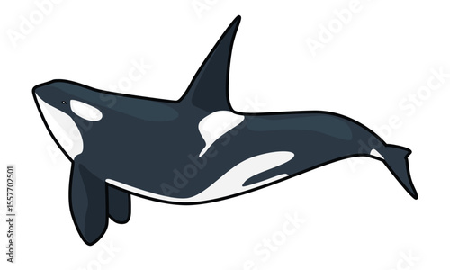 orca whale mammal with white background separate