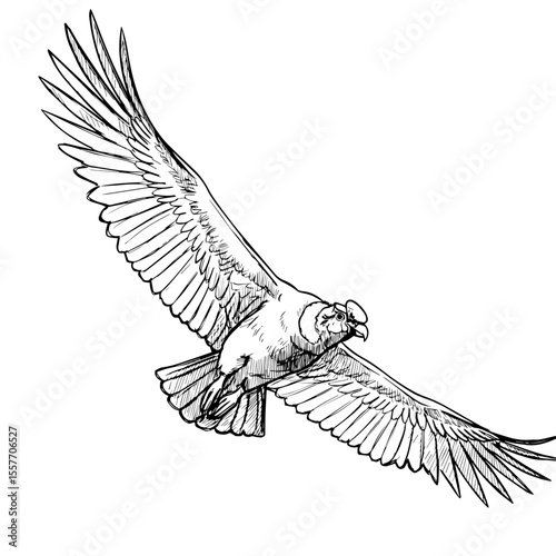Andean condor soaring high in Peruvian sky. Majestic bird Vultur gryphus in flight. Powerful condor wings spread wide. Image perfect for Peruvian Independence Day cards.