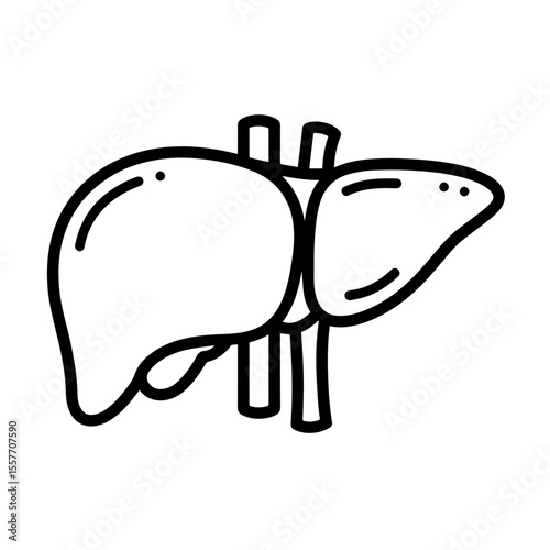 Liver anatomical illustration for World Hepatitis Day.  Detailed medical drawing shows human liver organ.