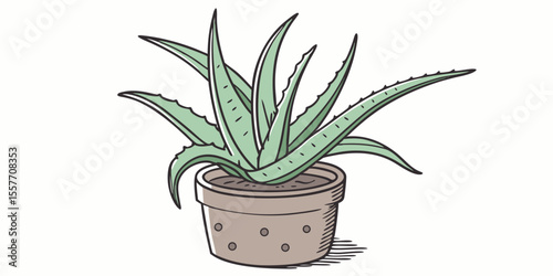 aloe vera plant in pot