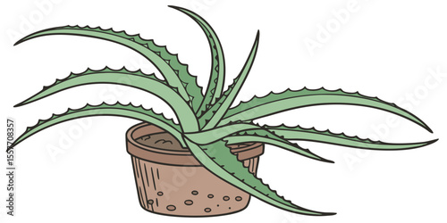 aloe vera plant isolated on white