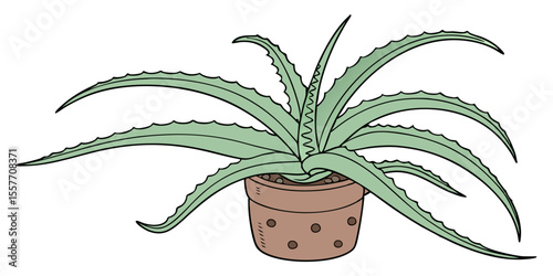 aloe vera plant in pot