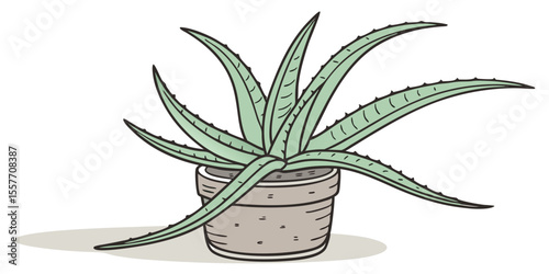 aloe vera plant isolated on white