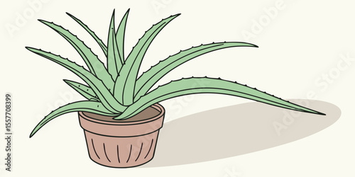 aloe vera plant in pot