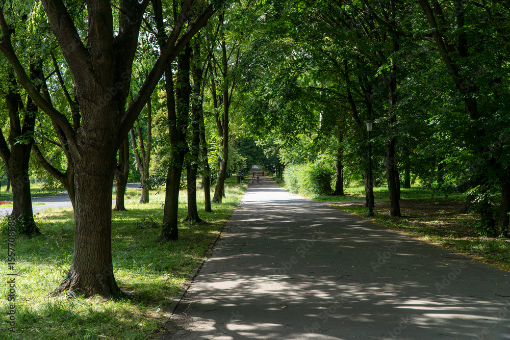 Naklejka premium piękne alejki w parku śląskim