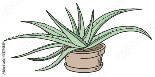 aloe vera plant in a pot