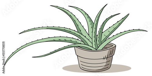aloe vera plant in pot