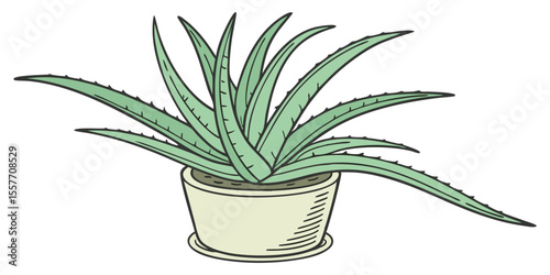 aloe vera plant in pot