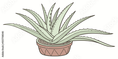 aloe vera plant in pot