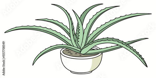 aloe vera plant isolated on white