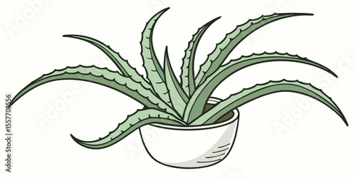 aloe vera plant in a pot