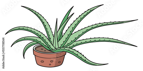 aloe vera plant in a pot
