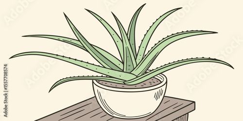 aloe vera plant in pot