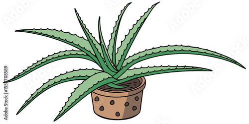 aloe vera plant in a pot