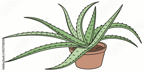 aloe vera plant isolated on white
