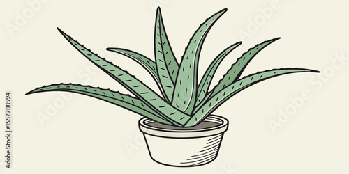 aloe vera in a pot