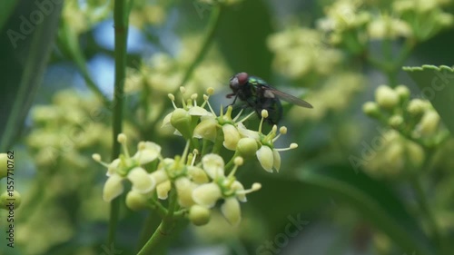 A CloseUp of Different Insects Actively Pollinating Beautiful Vibrant Yellow Flowers