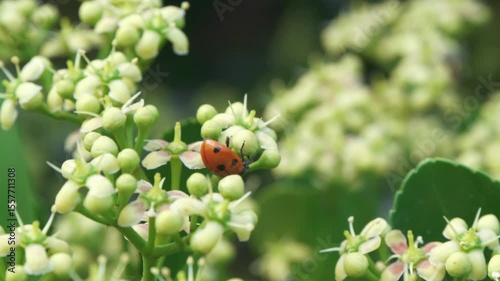 A ladybug resting on blooming flowers in a vibrant spring garden full of life and color